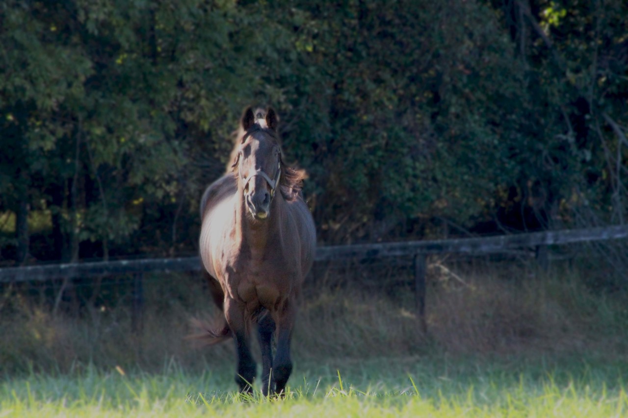 horses